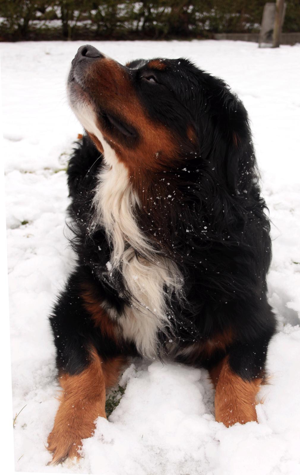 Berner sennenhund Zeon - Velkommen til Zeon's profil! Billedet er taget en dejlig vinter dag.  billede 1