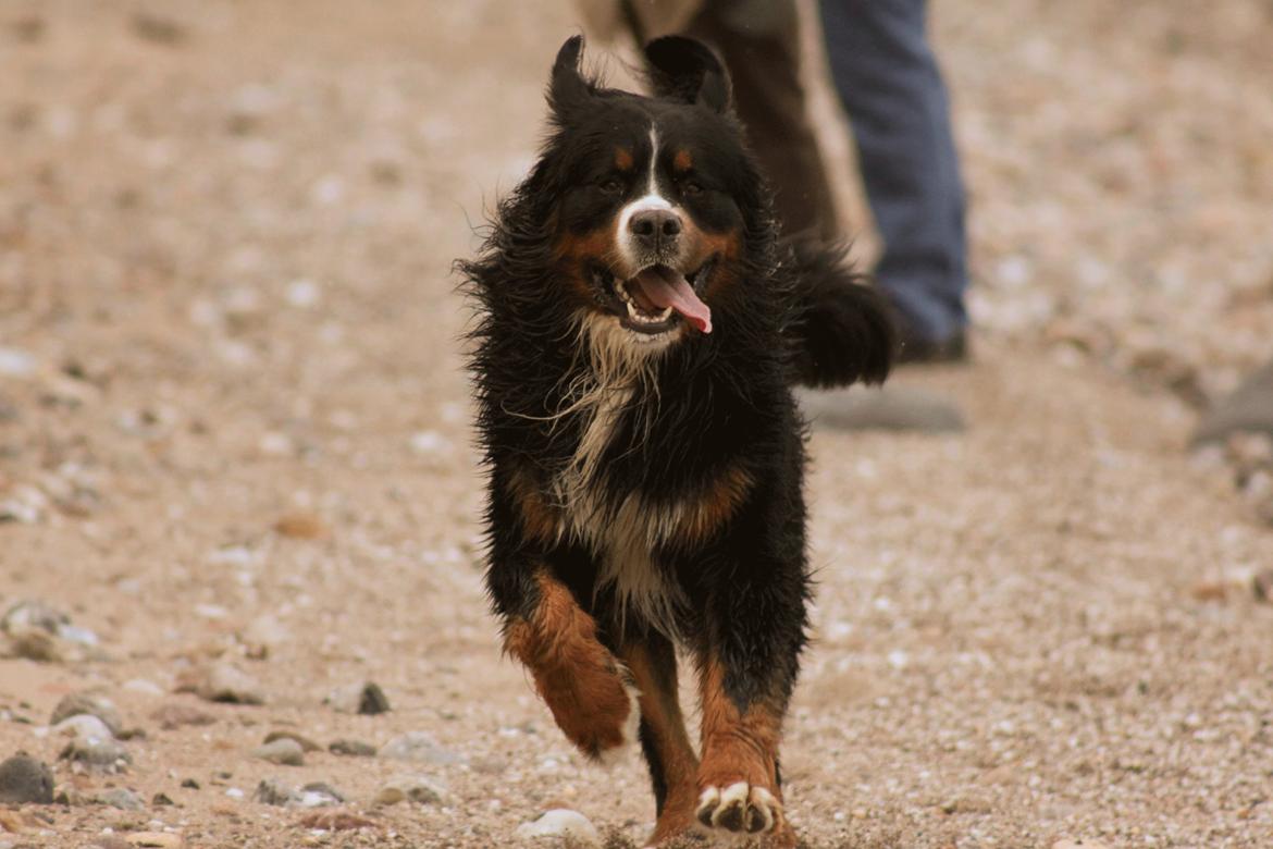 Berner sennenhund Zeon - En dejlig lang gåtur på stranden, kan ikke tage pusten fra krudtuglen  billede 2