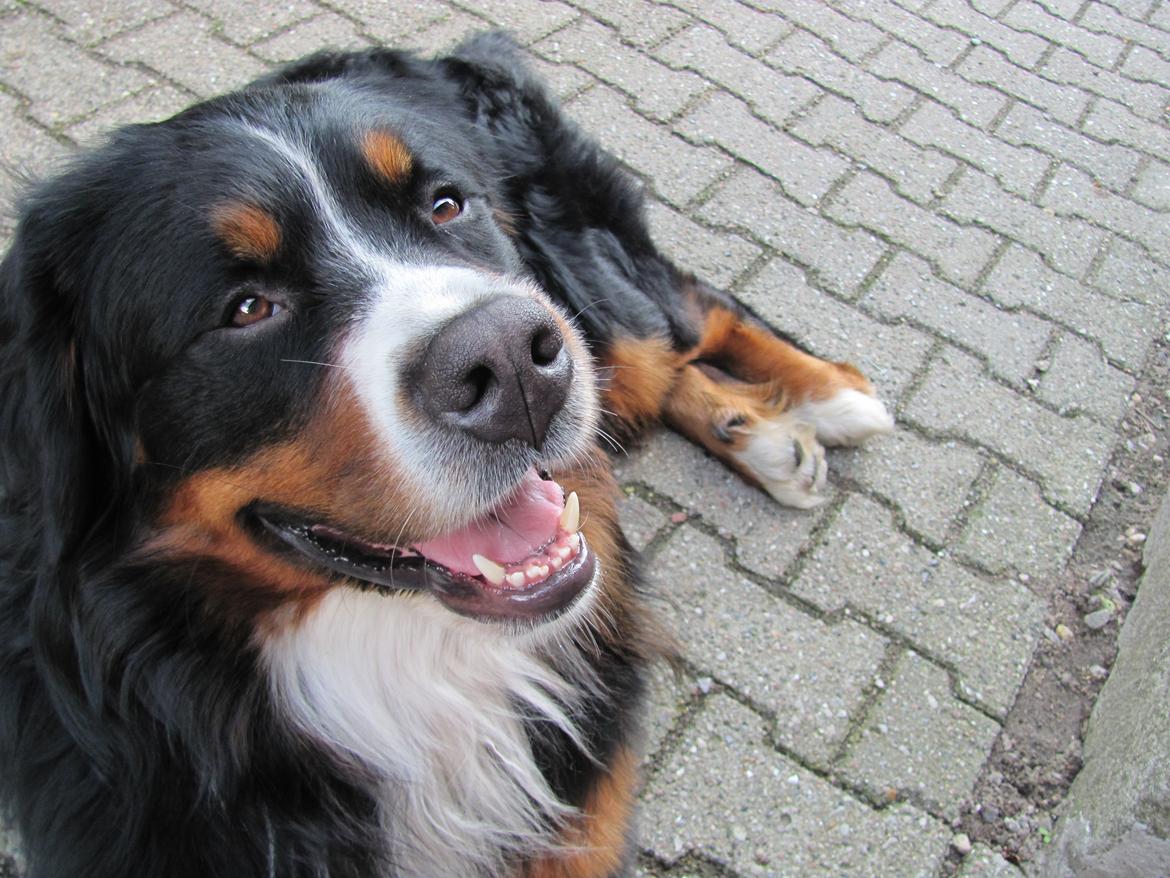 Berner sennenhund Zeon - Dejlig og afslappet på en sommer-dag :) billede 3