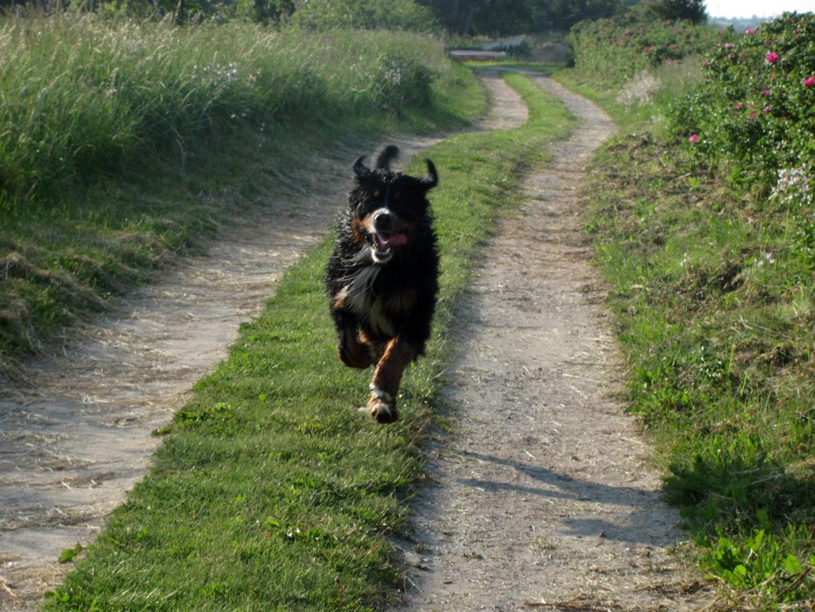 Berner sennenhund Zeon - Endnu et 'løbebillede' på stranden  billede 4