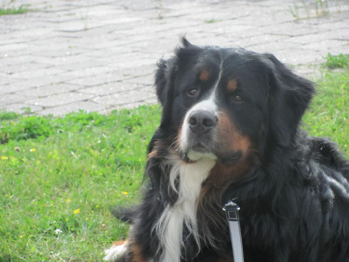 Berner sennenhund Zeon - Modello  billede 5