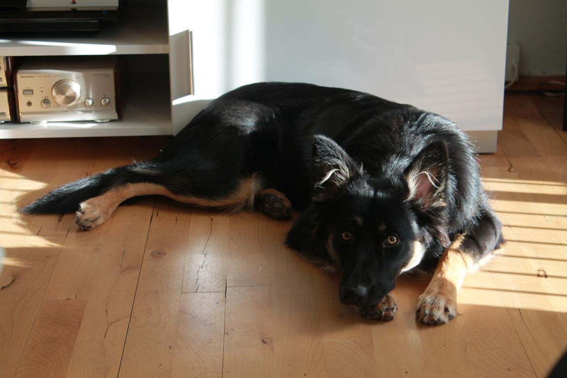 Blanding af racer Chili billede 1