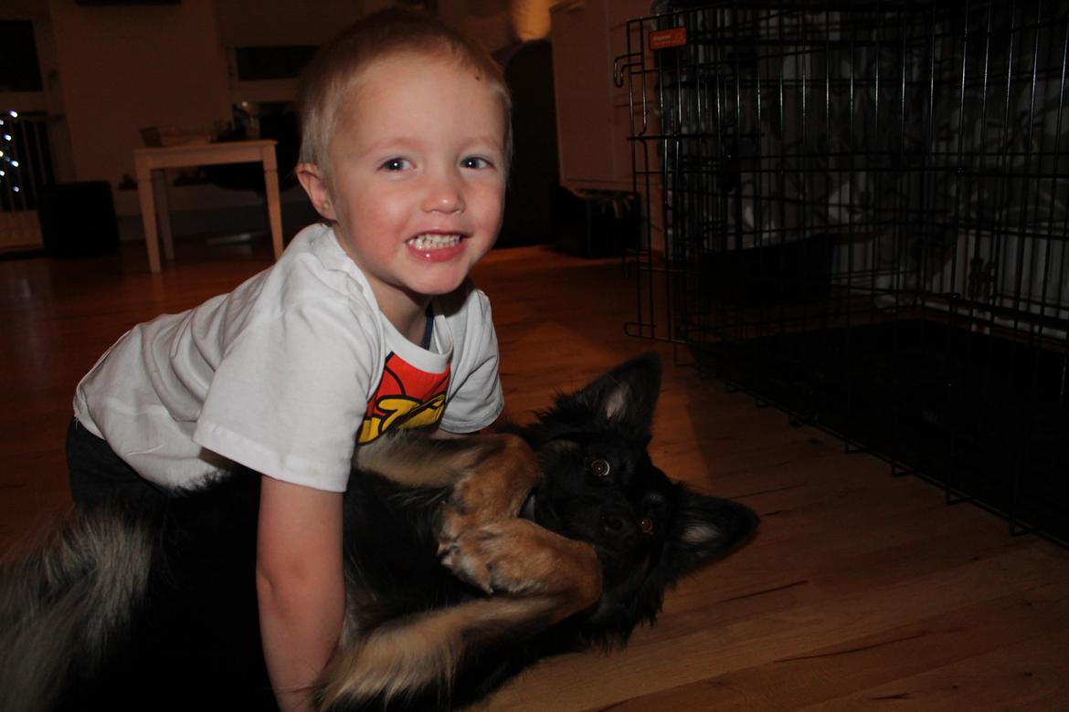 Blanding af racer Chili billede 2