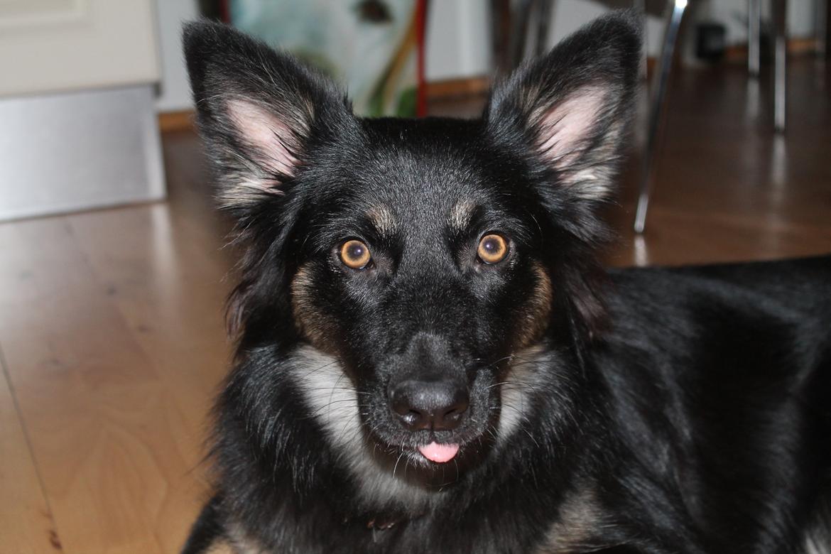 Blanding af racer Chili billede 3