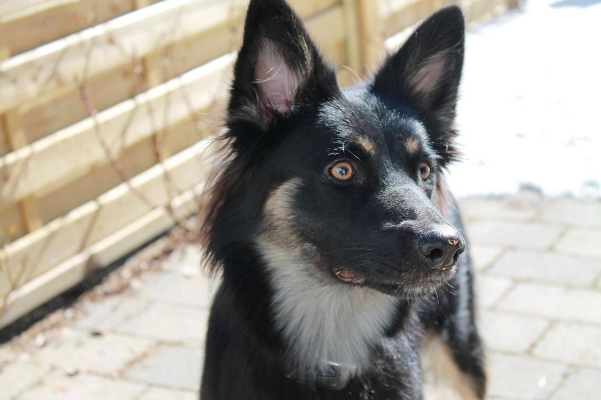 Blanding af racer Chili billede 4