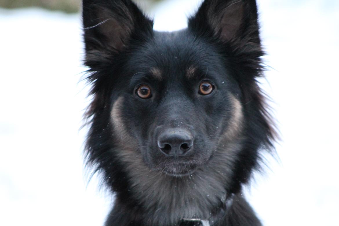 Blanding af racer Chili billede 5