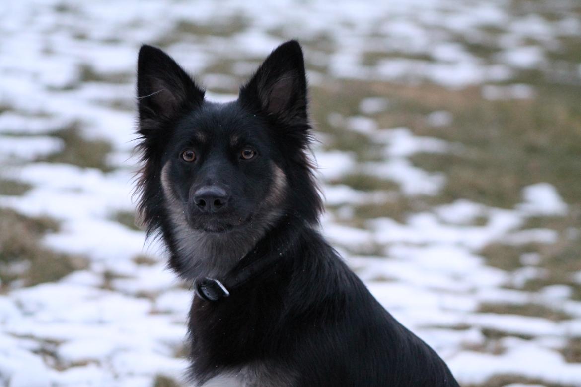 Blanding af racer Chili billede 6