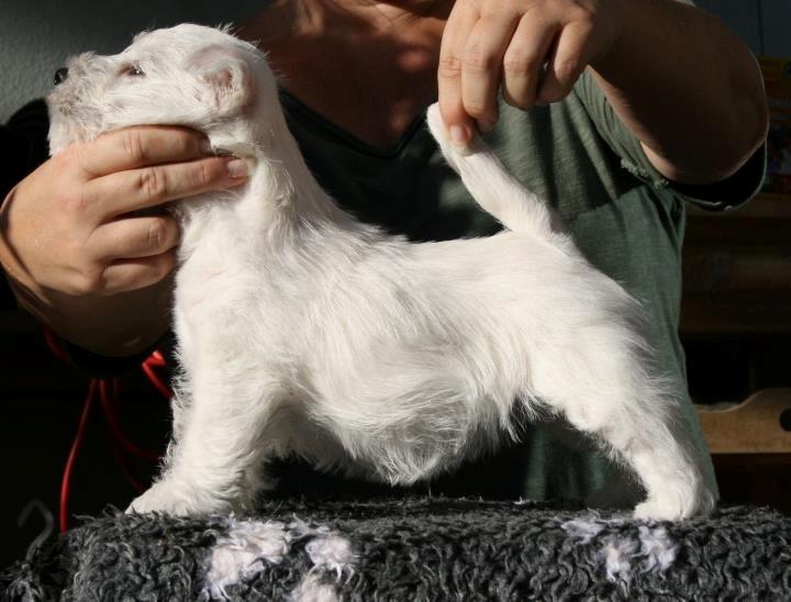 West highland white terrier AND THIS IS ME BRENDA VOM SCHMUTTERTAL billede 14