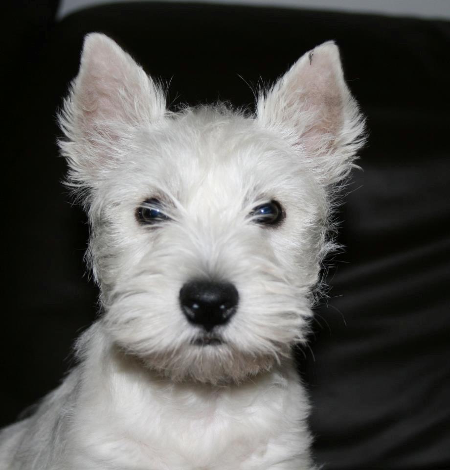 West highland white terrier AND THIS IS ME BRENDA VOM SCHMUTTERTAL billede 16