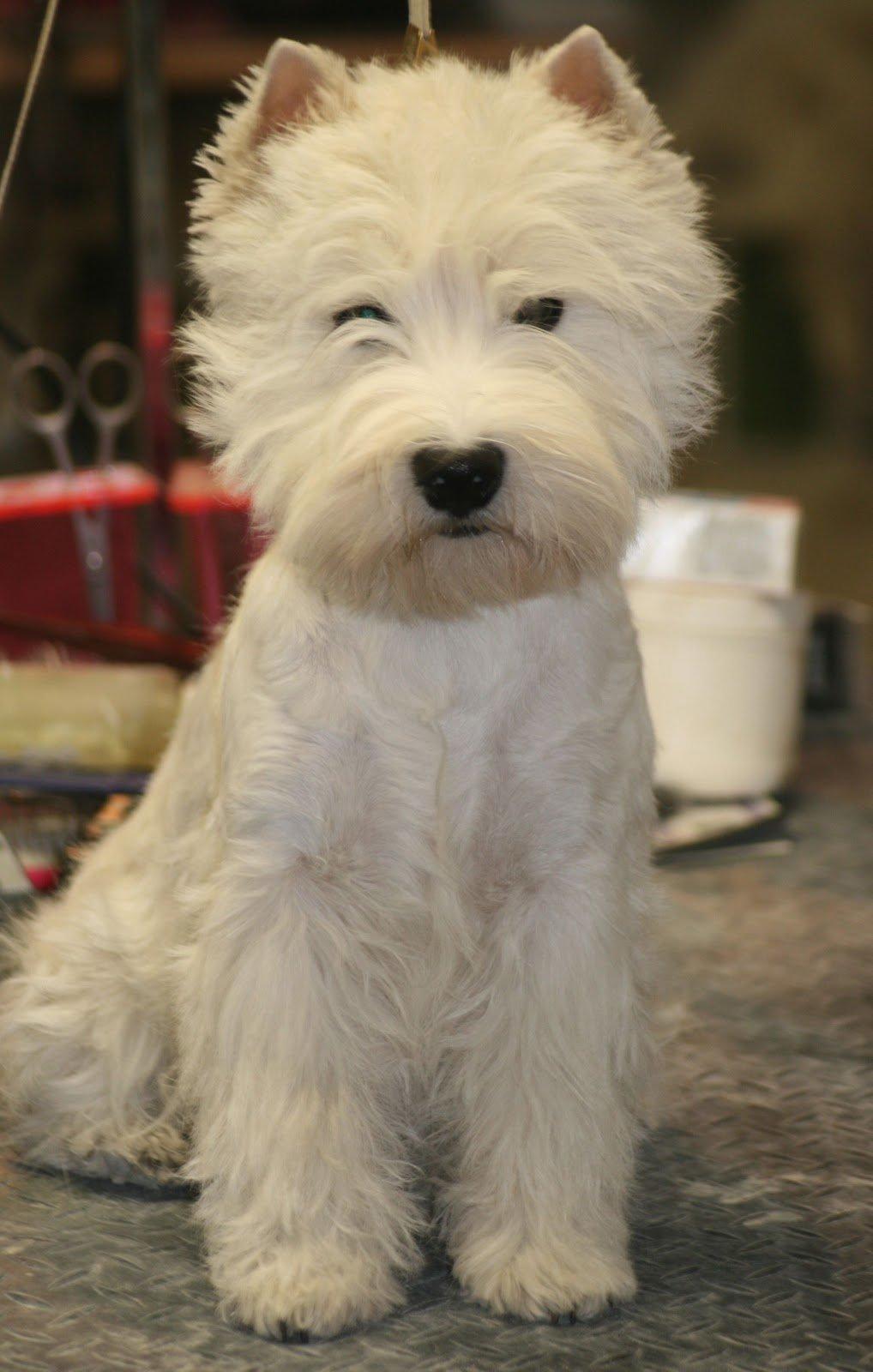 West highland white terrier AND THIS IS ME BRENDA VOM SCHMUTTERTAL billede 17