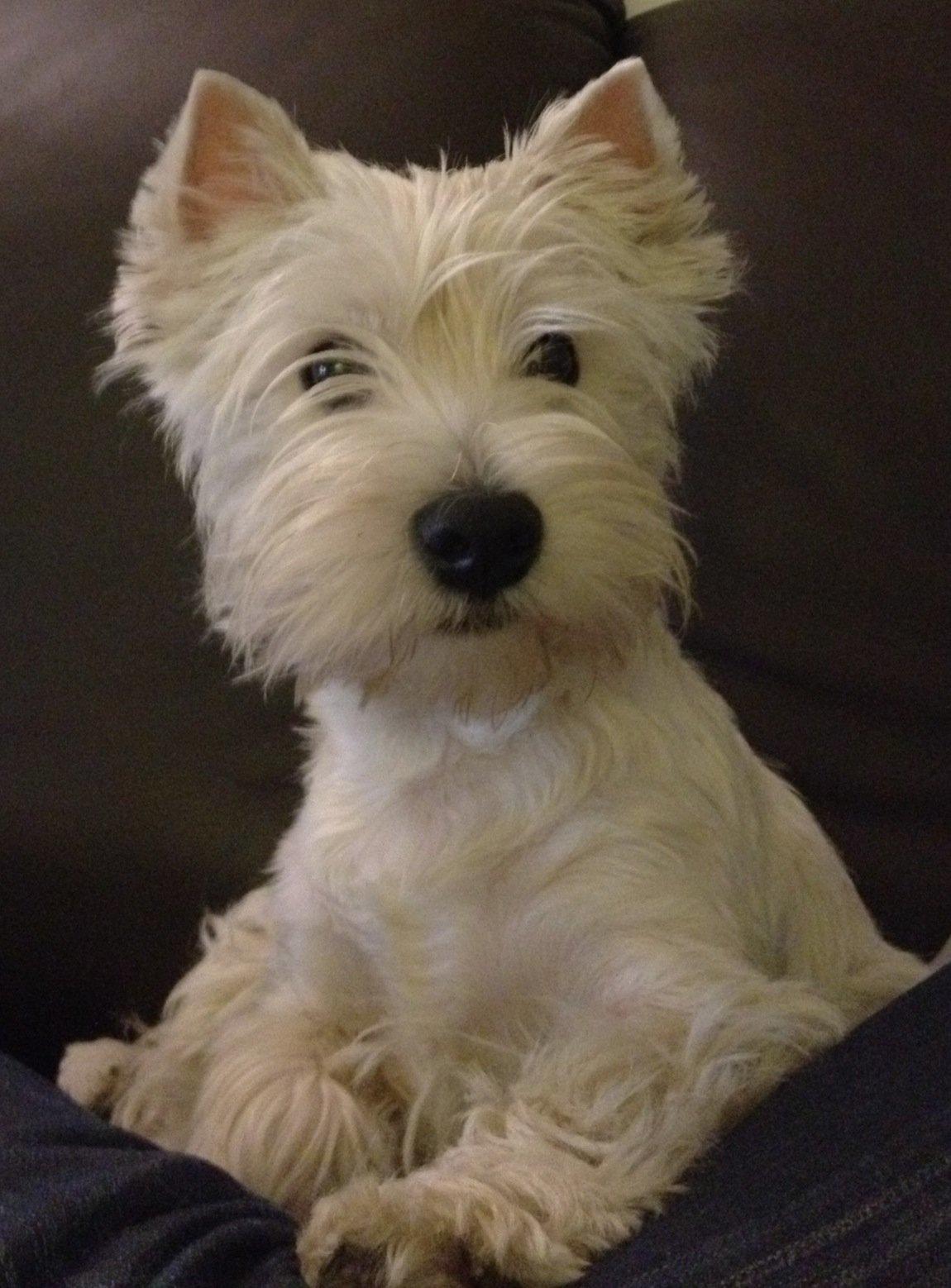 West highland white terrier AND THIS IS ME BRENDA VOM SCHMUTTERTAL billede 18