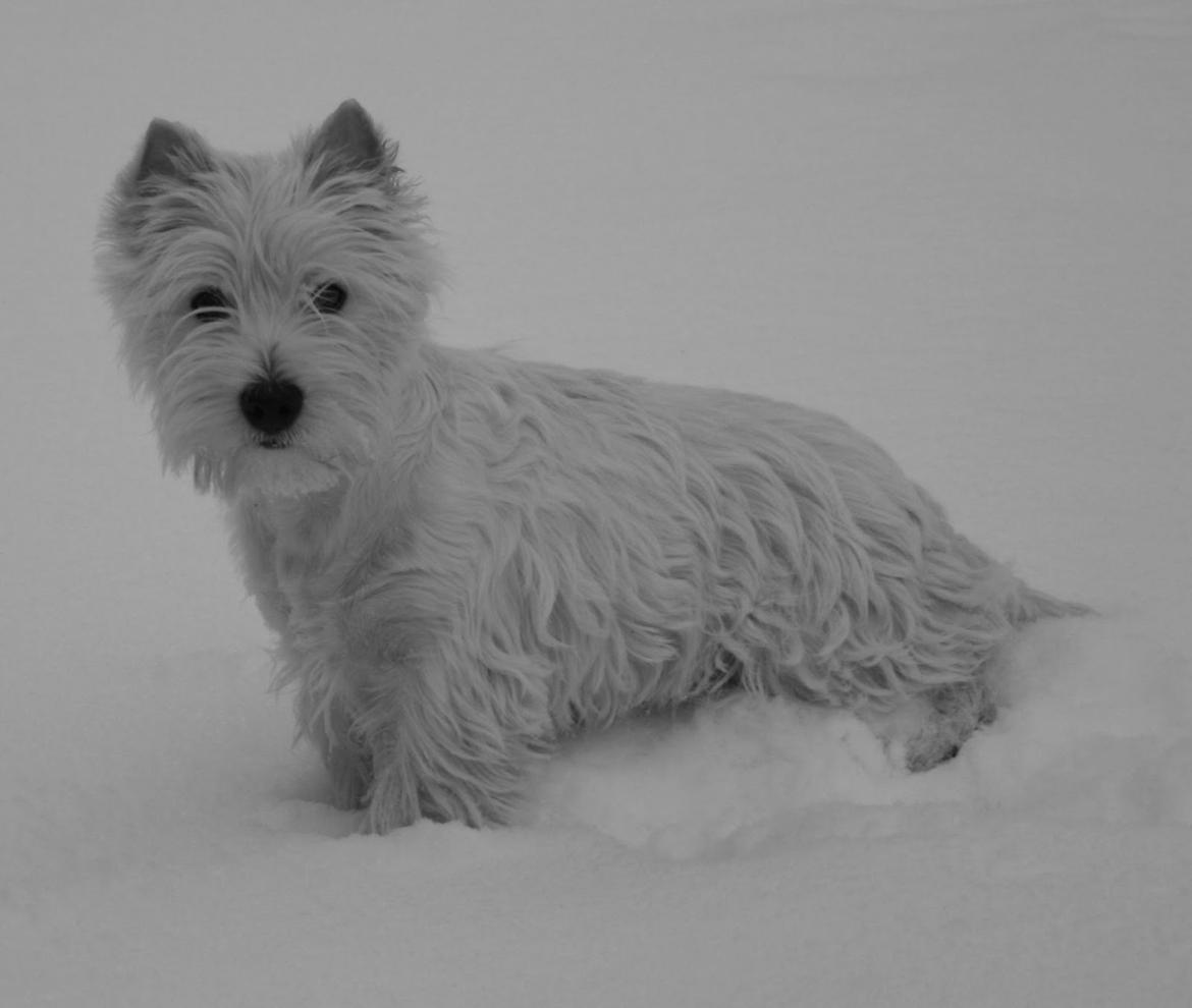 West highland white terrier AND THIS IS ME BRENDA VOM SCHMUTTERTAL billede 19
