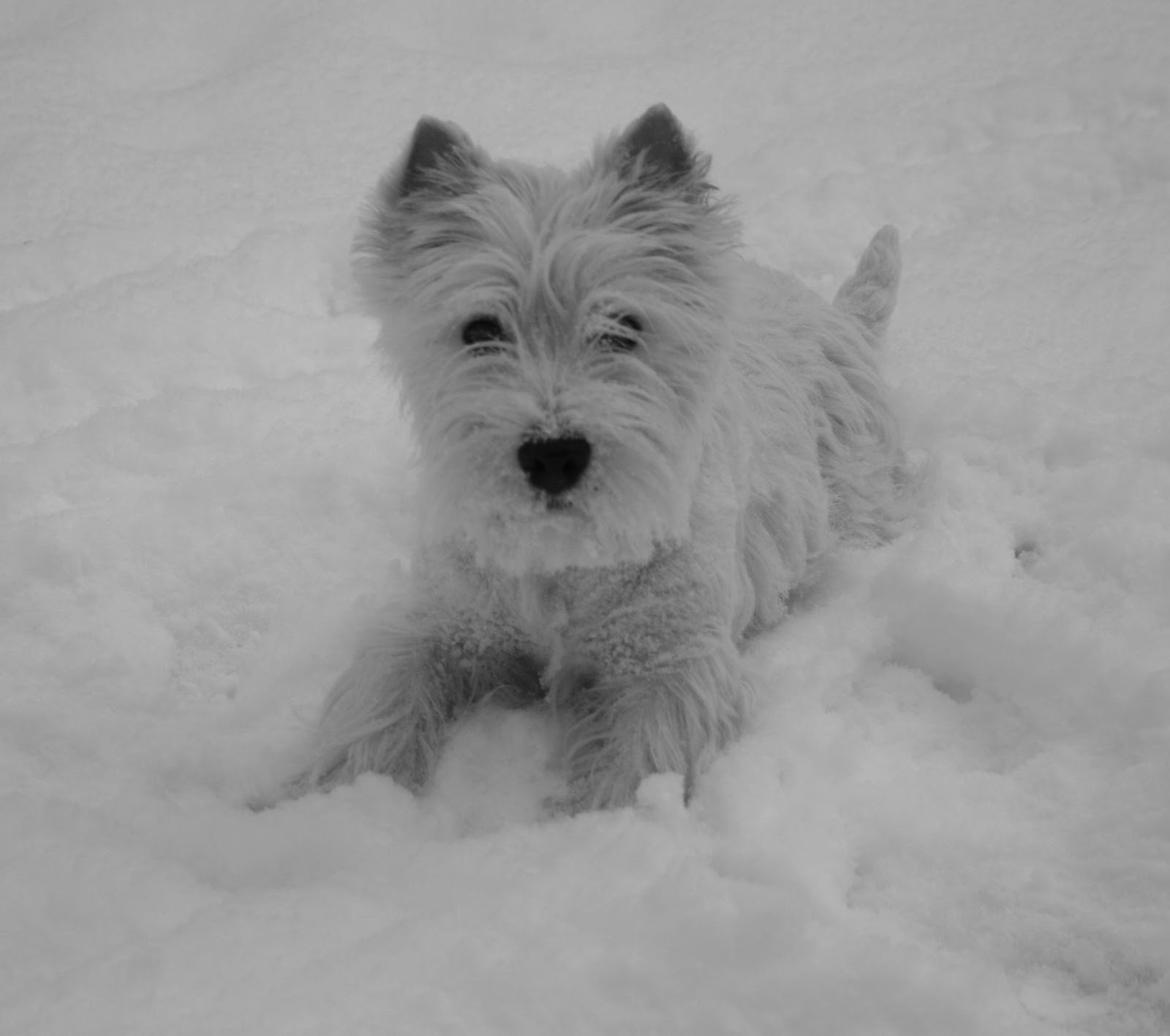 West highland white terrier AND THIS IS ME BRENDA VOM SCHMUTTERTAL billede 20