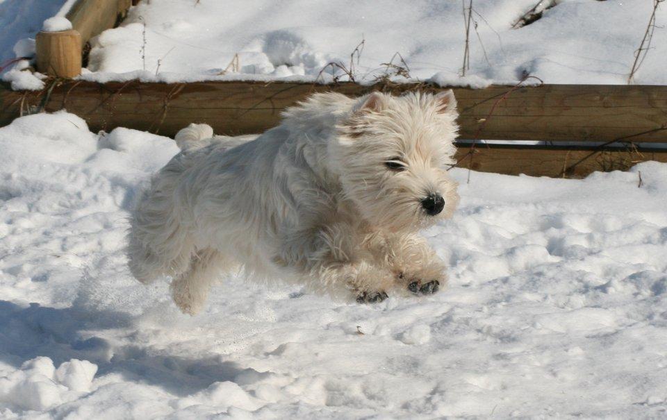 West highland white terrier AND THIS IS ME BRENDA VOM SCHMUTTERTAL billede 21