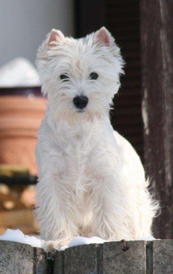 West highland white terrier AND THIS IS ME BRENDA VOM SCHMUTTERTAL billede 12