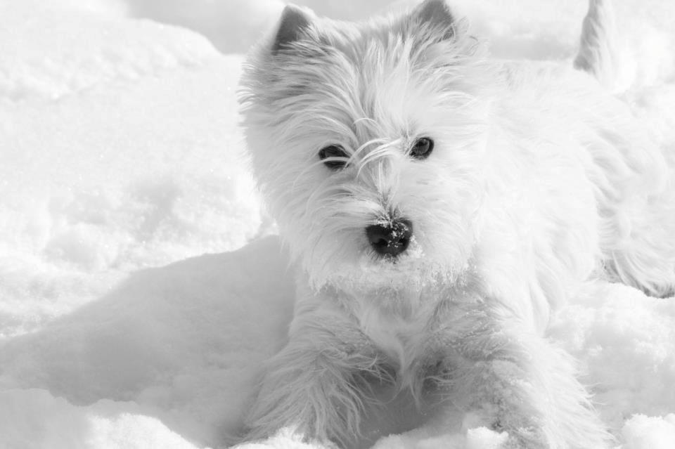 West highland white terrier AND THIS IS ME BRENDA VOM SCHMUTTERTAL billede 22