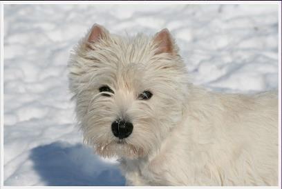 West highland white terrier AND THIS IS ME BRENDA VOM SCHMUTTERTAL billede 23
