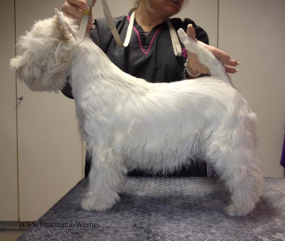 West highland white terrier AND THIS IS ME BRENDA VOM SCHMUTTERTAL billede 15