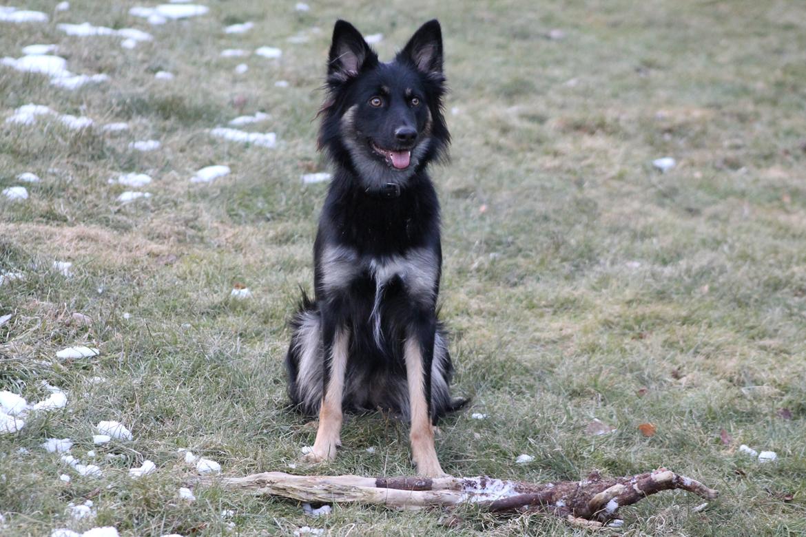 Blanding af racer Chili billede 7