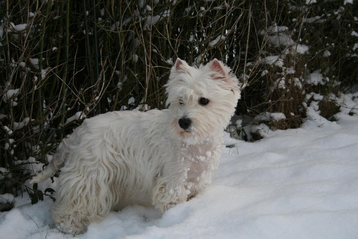 West highland white terrier AND THIS IS ME BRENDA VOM SCHMUTTERTAL billede 24