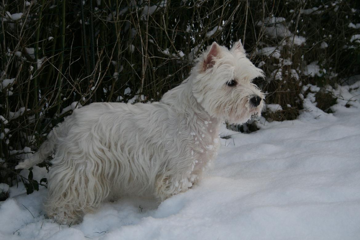 West highland white terrier AND THIS IS ME BRENDA VOM SCHMUTTERTAL billede 25