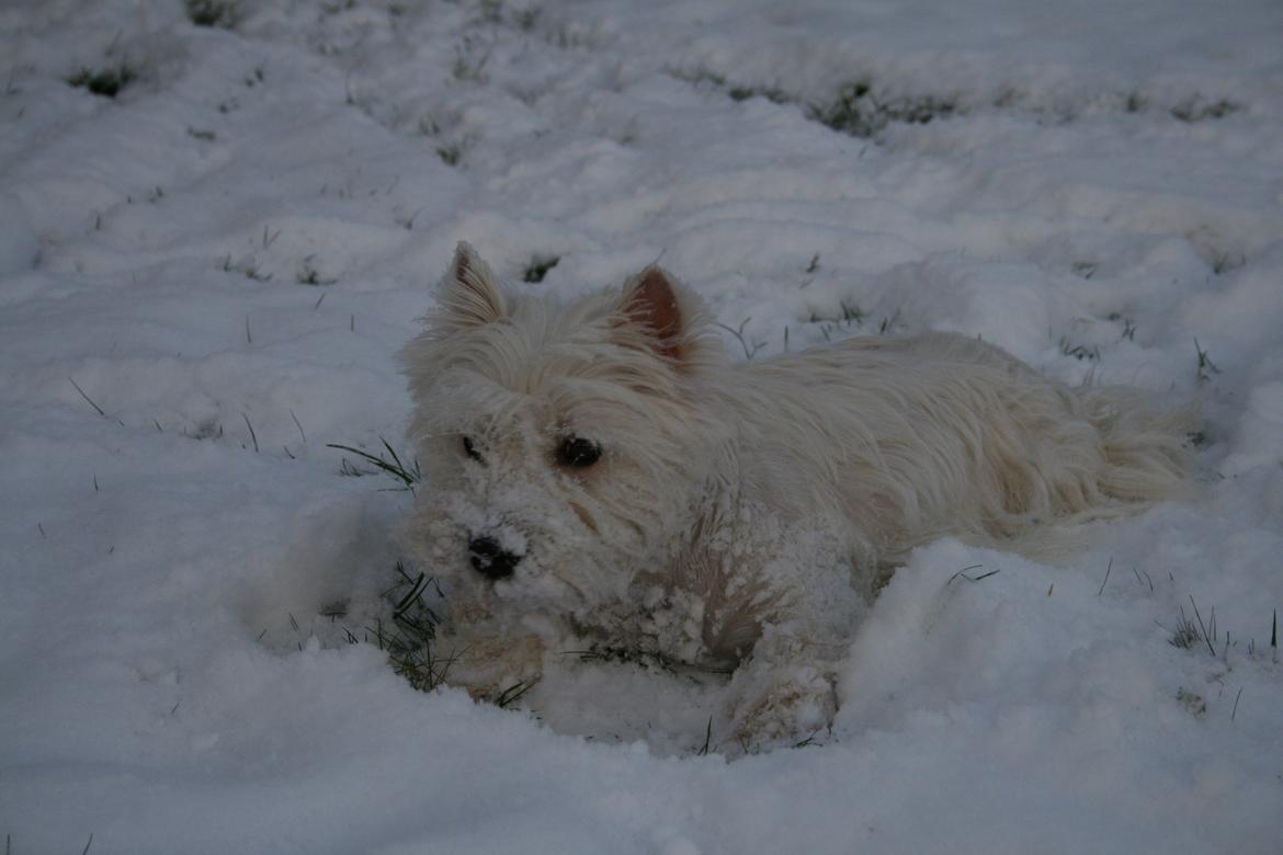 West highland white terrier AND THIS IS ME BRENDA VOM SCHMUTTERTAL billede 26