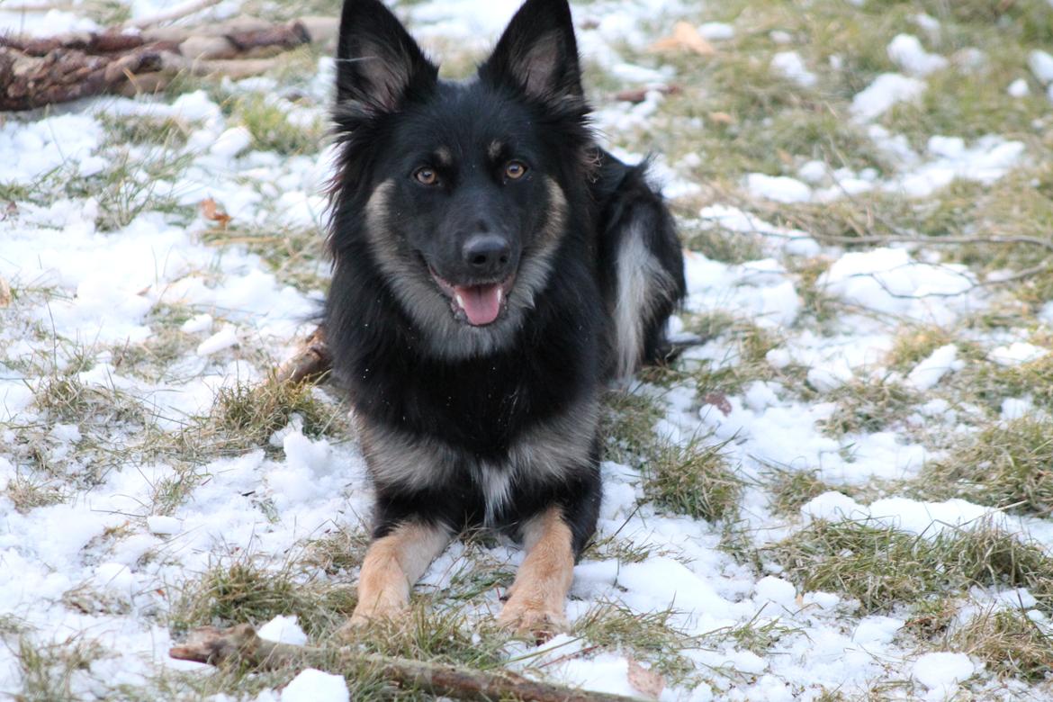 Blanding af racer Chili billede 8