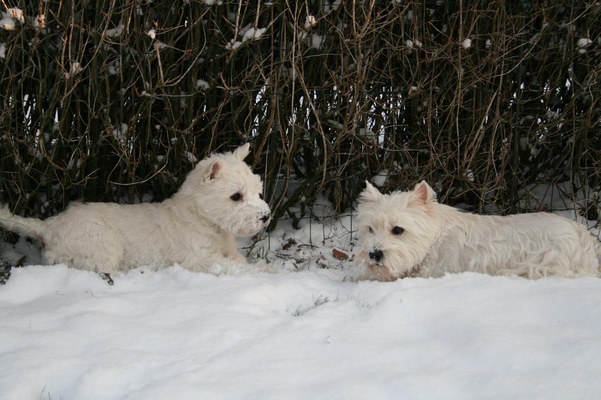 West highland white terrier AND THIS IS ME BRENDA VOM SCHMUTTERTAL billede 27