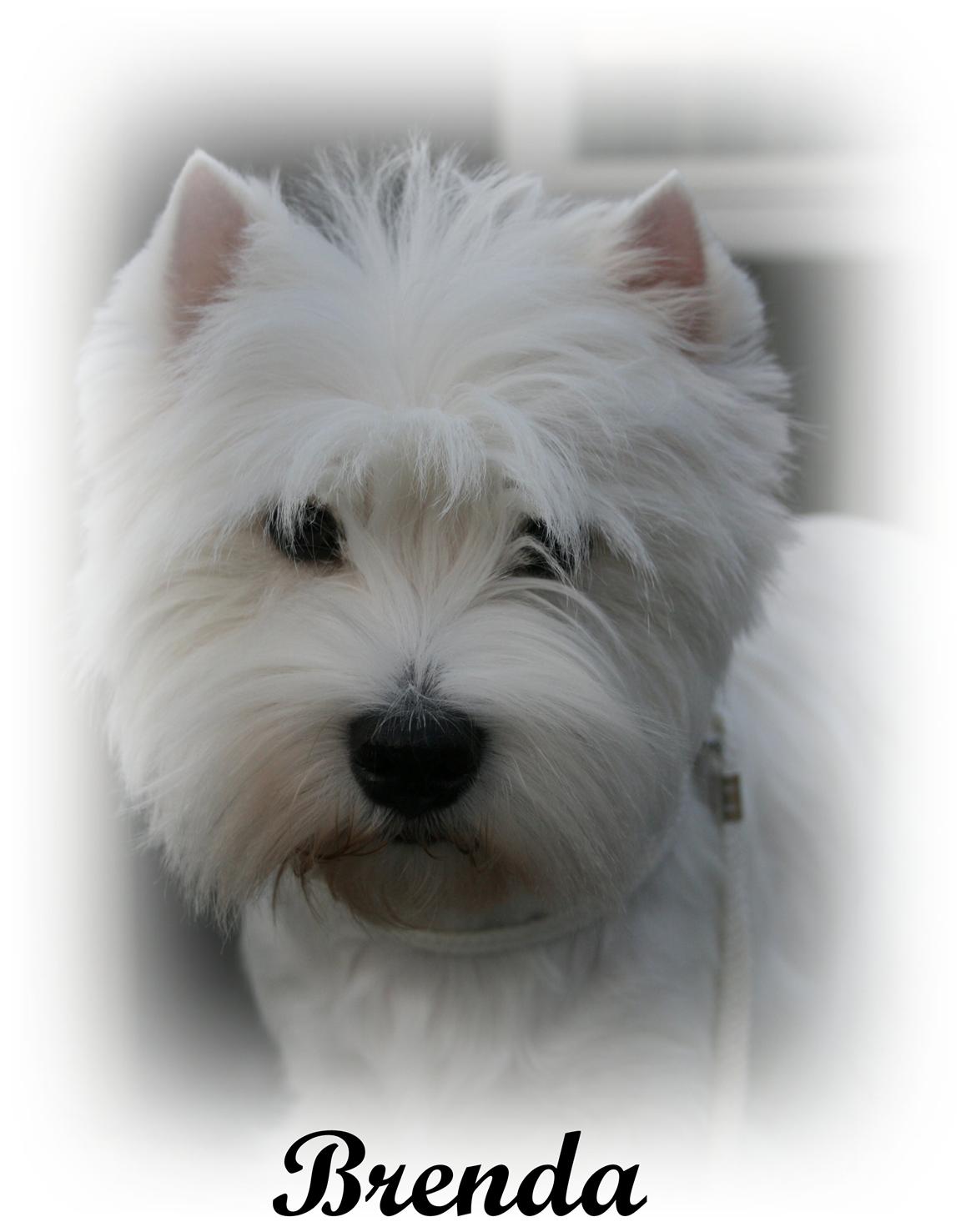 West highland white terrier AND THIS IS ME BRENDA VOM SCHMUTTERTAL billede 13