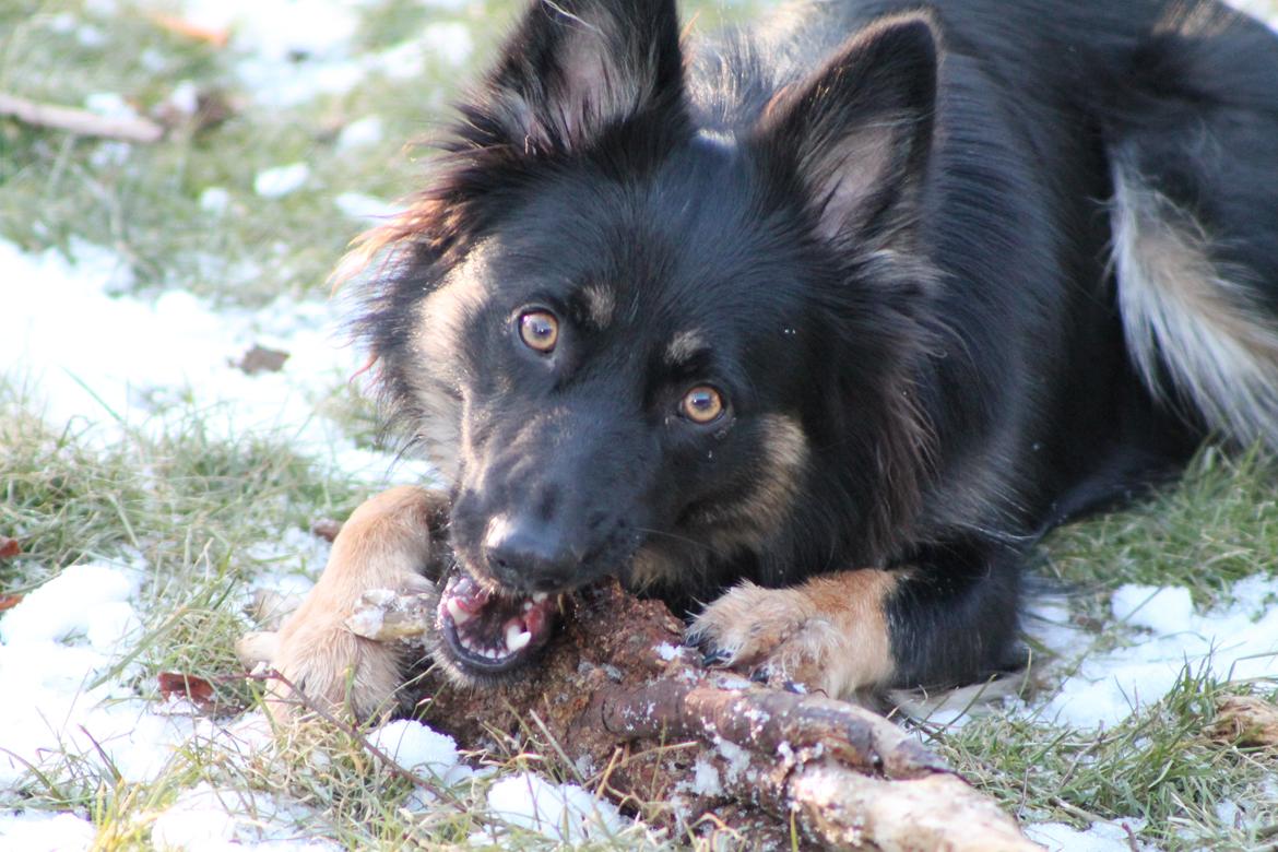 Blanding af racer Chili billede 9