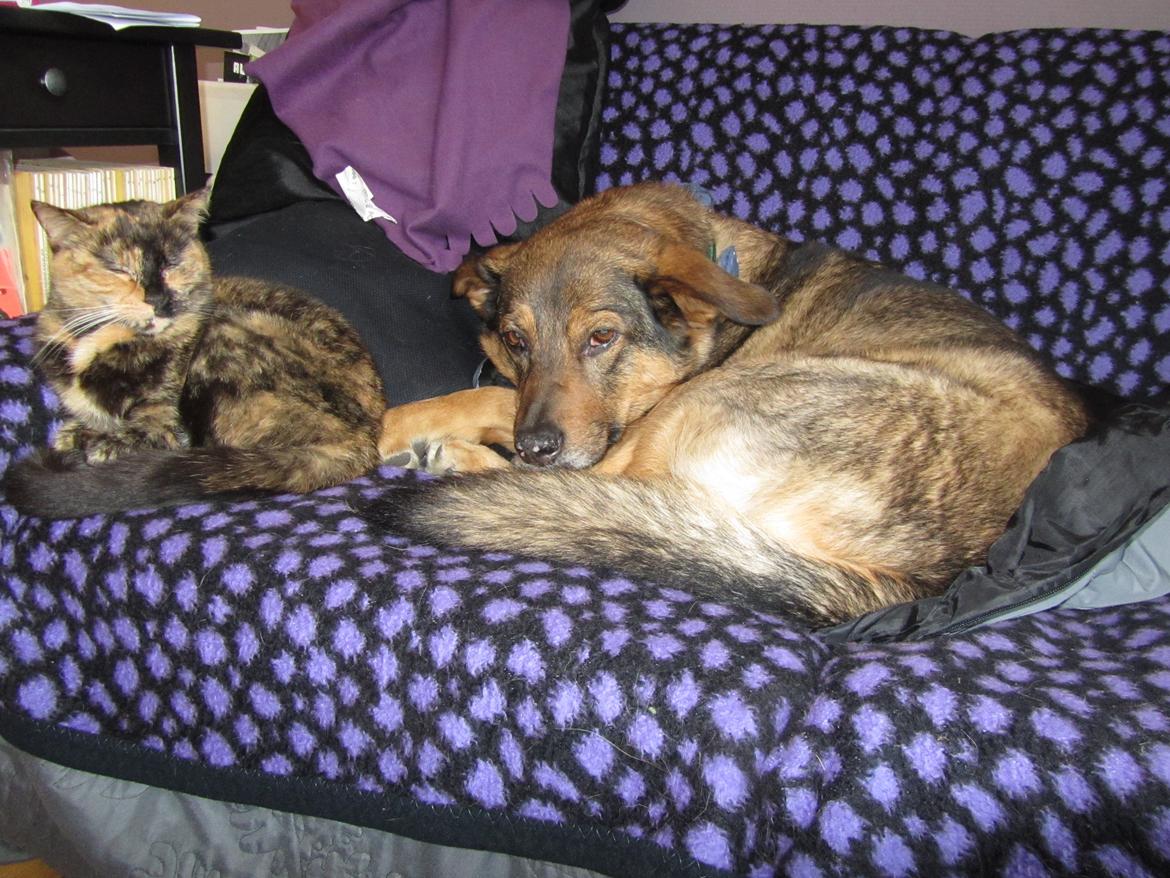 Blanding af racer Ginral Inari - kat og hund billede 1