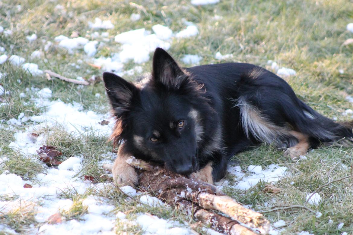 Blanding af racer Chili billede 10