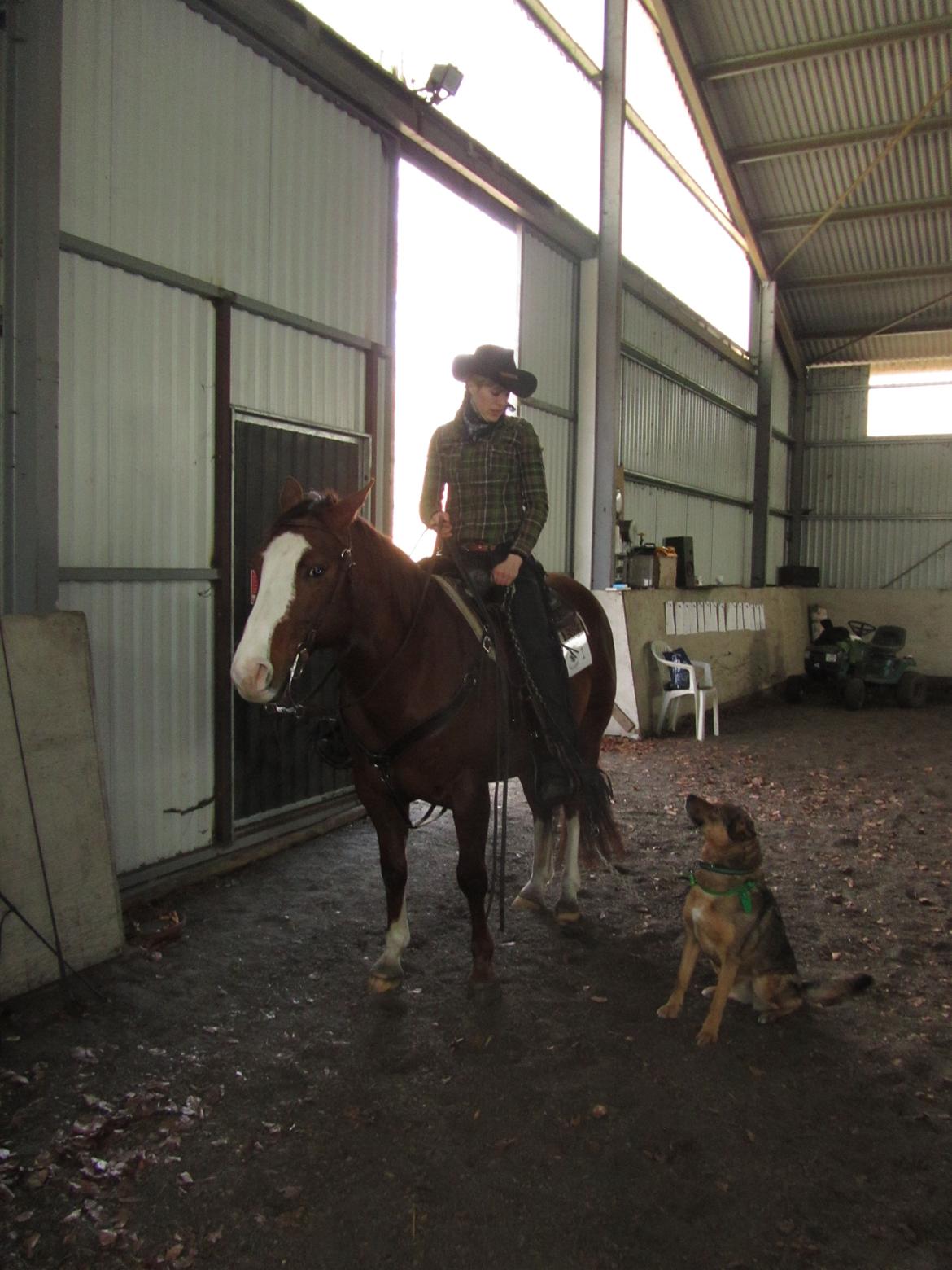 Blanding af racer Ginral Inari billede 2