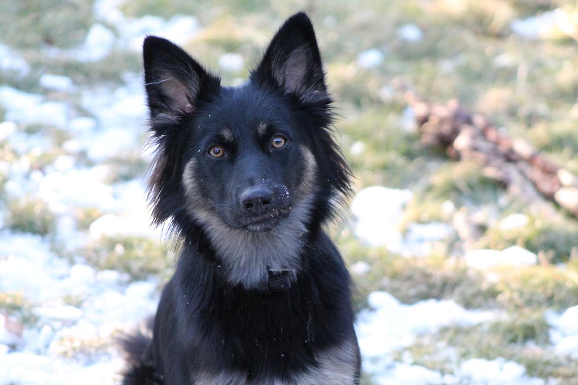 Blanding af racer Chili billede 11