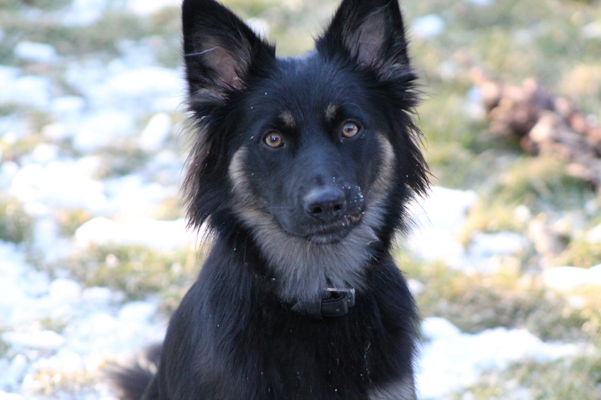 Blanding af racer Chili billede 12