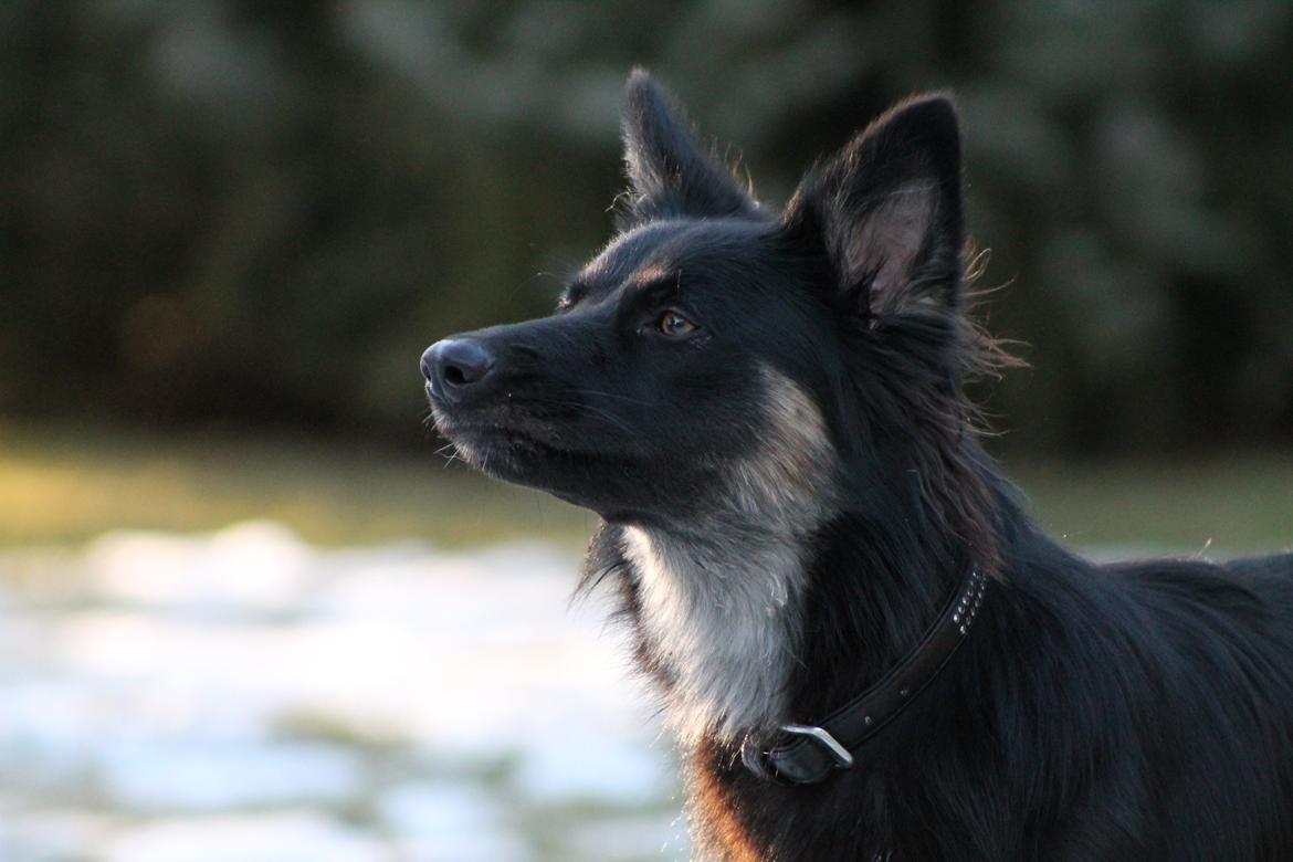 Blanding af racer Chili billede 13