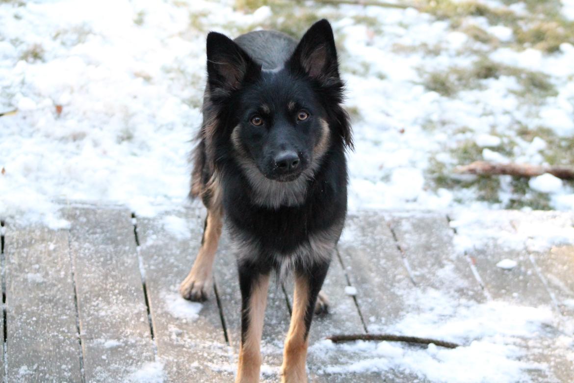 Blanding af racer Chili billede 14