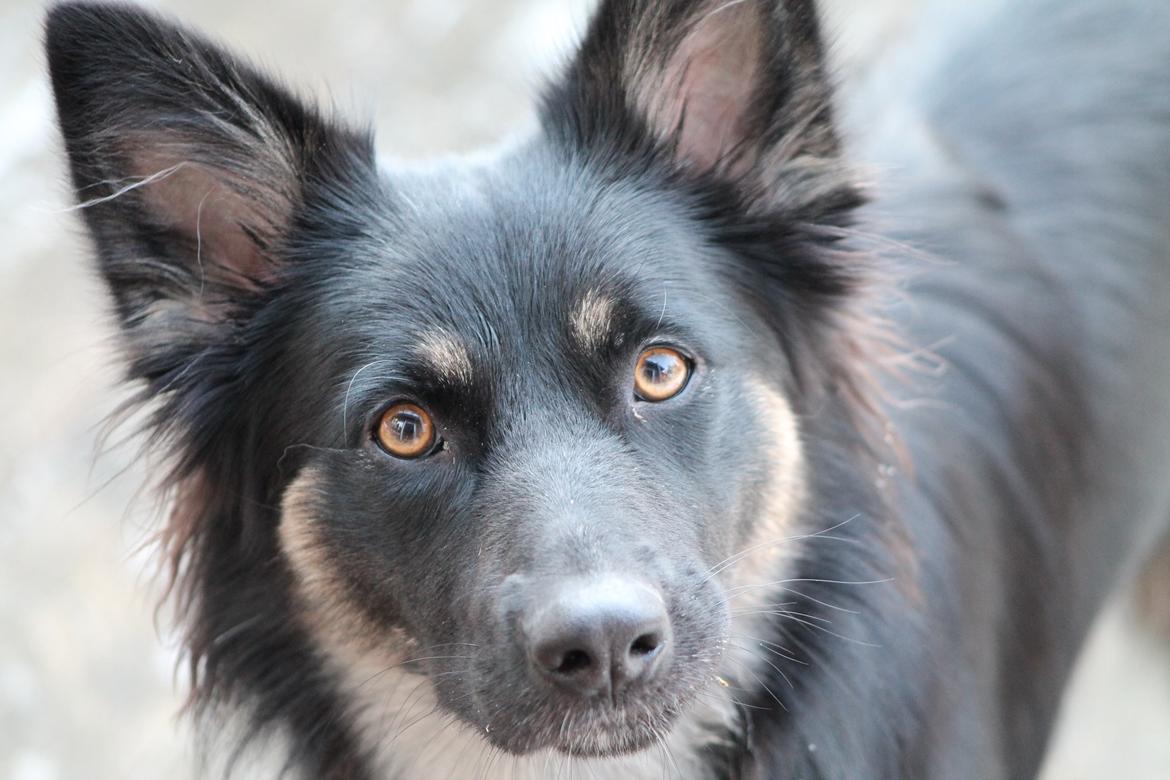 Blanding af racer Chili billede 15