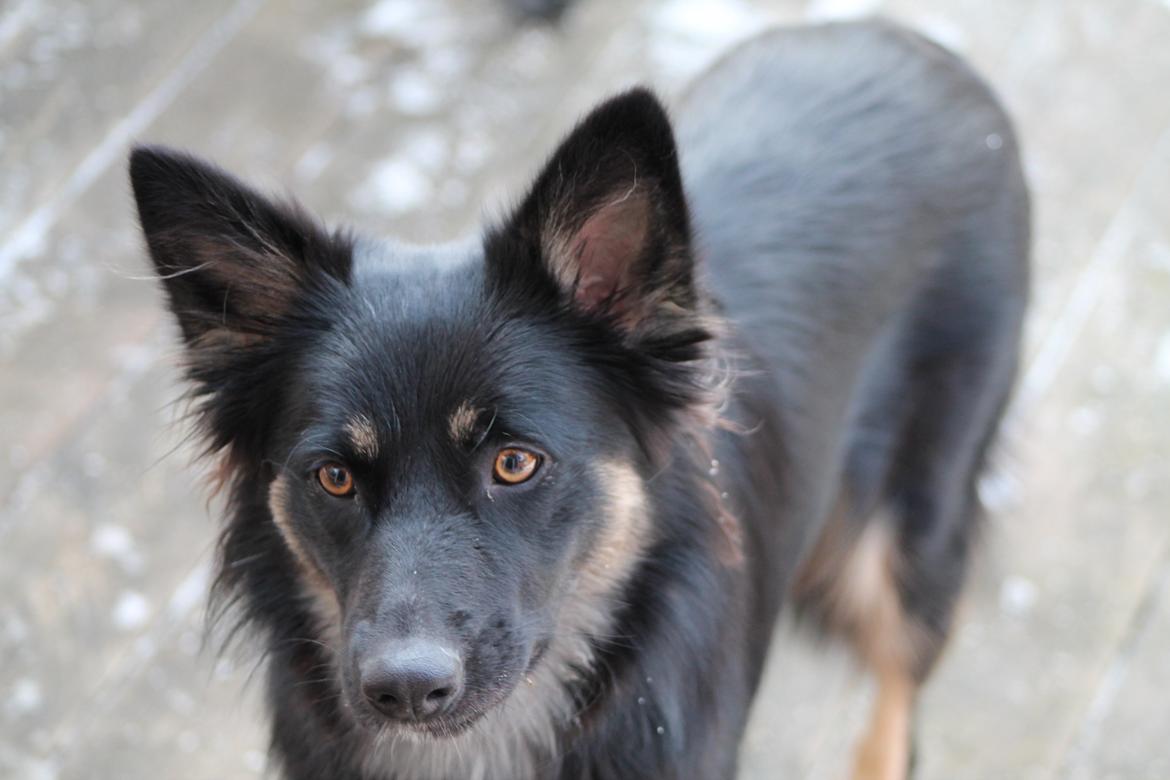 Blanding af racer Chili billede 16