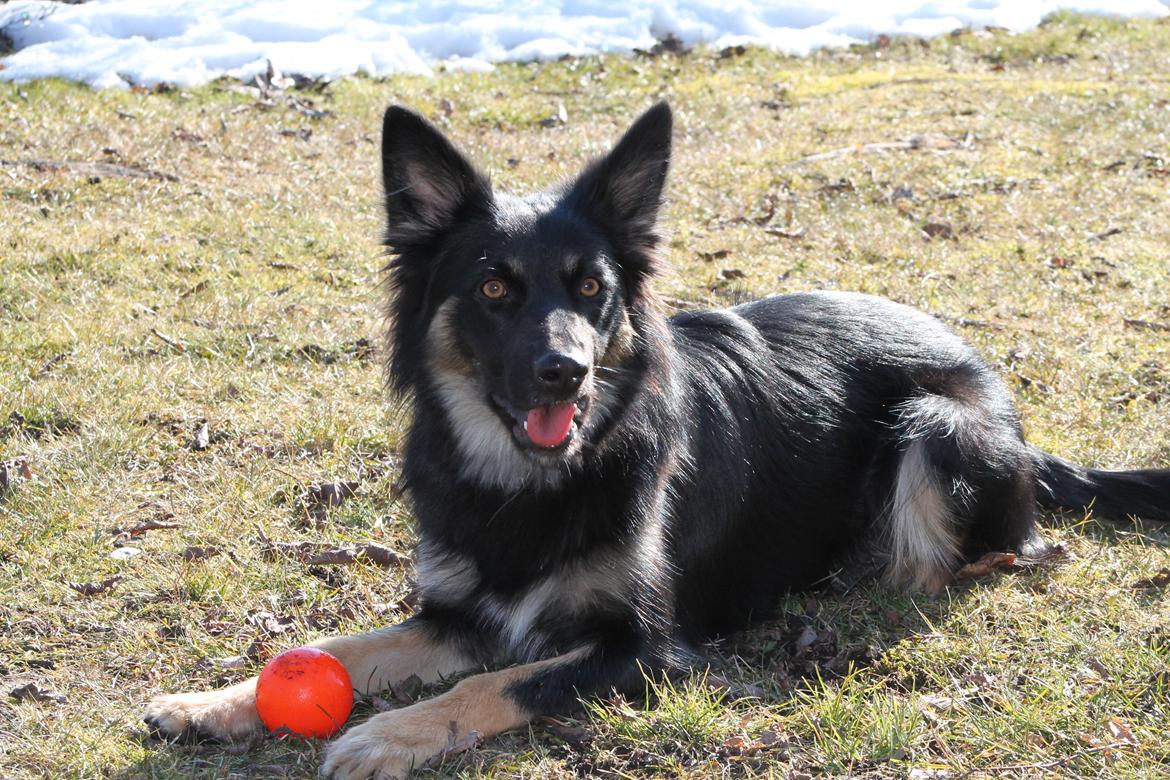 Blanding af racer Chili billede 17