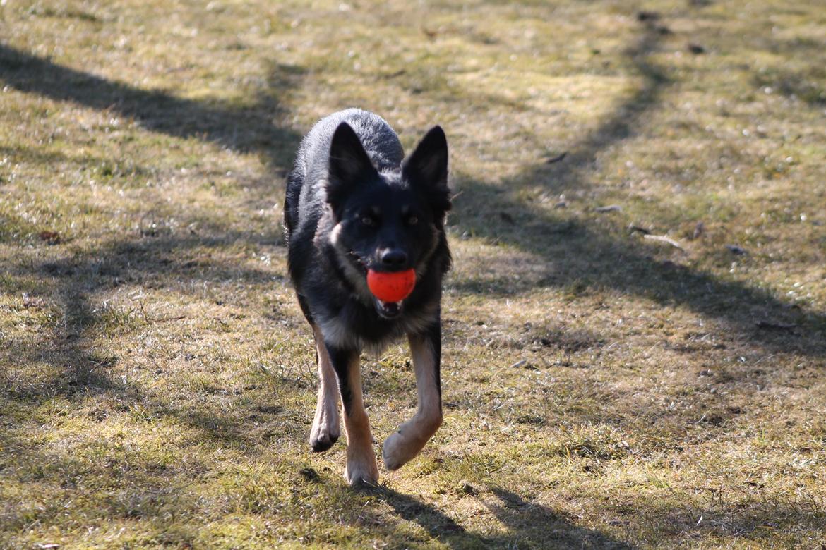 Blanding af racer Chili billede 18