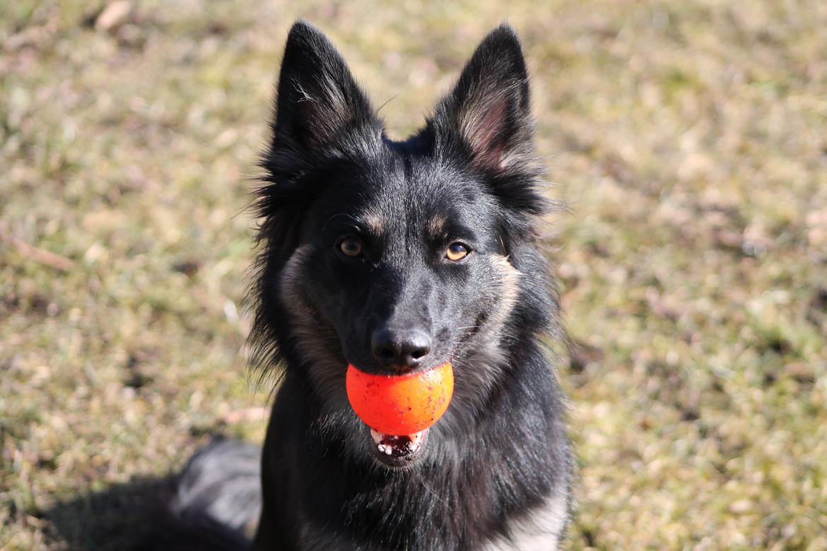Blanding af racer Chili billede 19