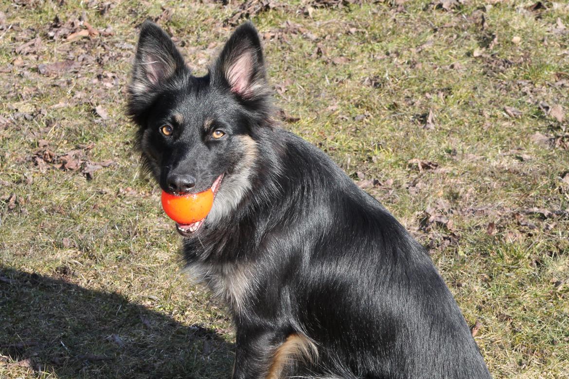 Blanding af racer Chili billede 20