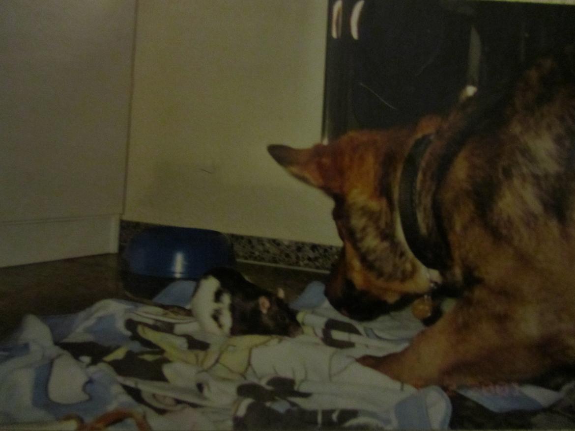 Blanding af racer Ginral Inari billede 3