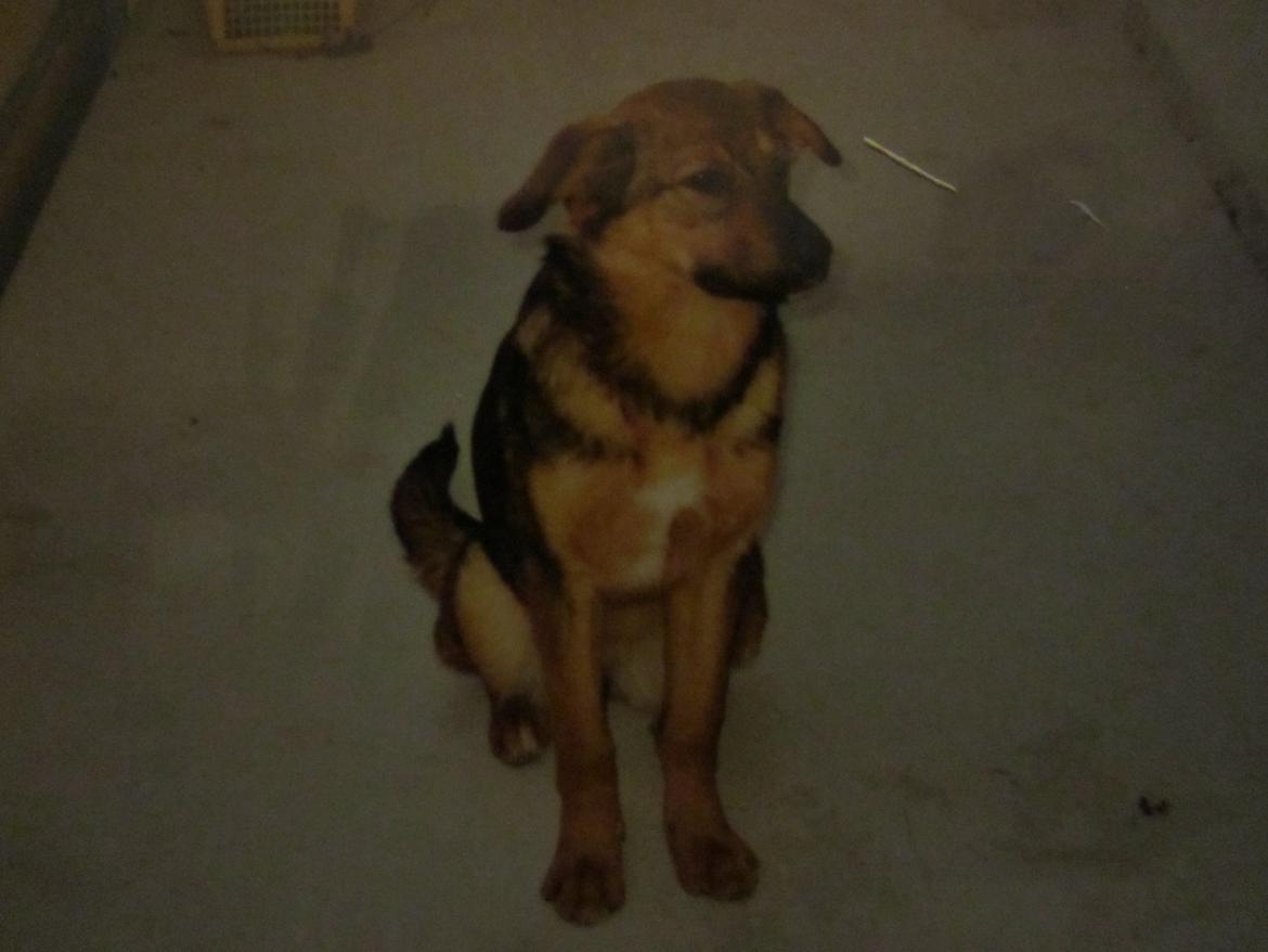 Blanding af racer Ginral Inari billede 4