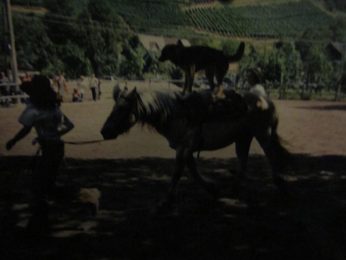 Blanding af racer Ginral Inari - ride paa islaender-fjord hest blanding OLE billede 6