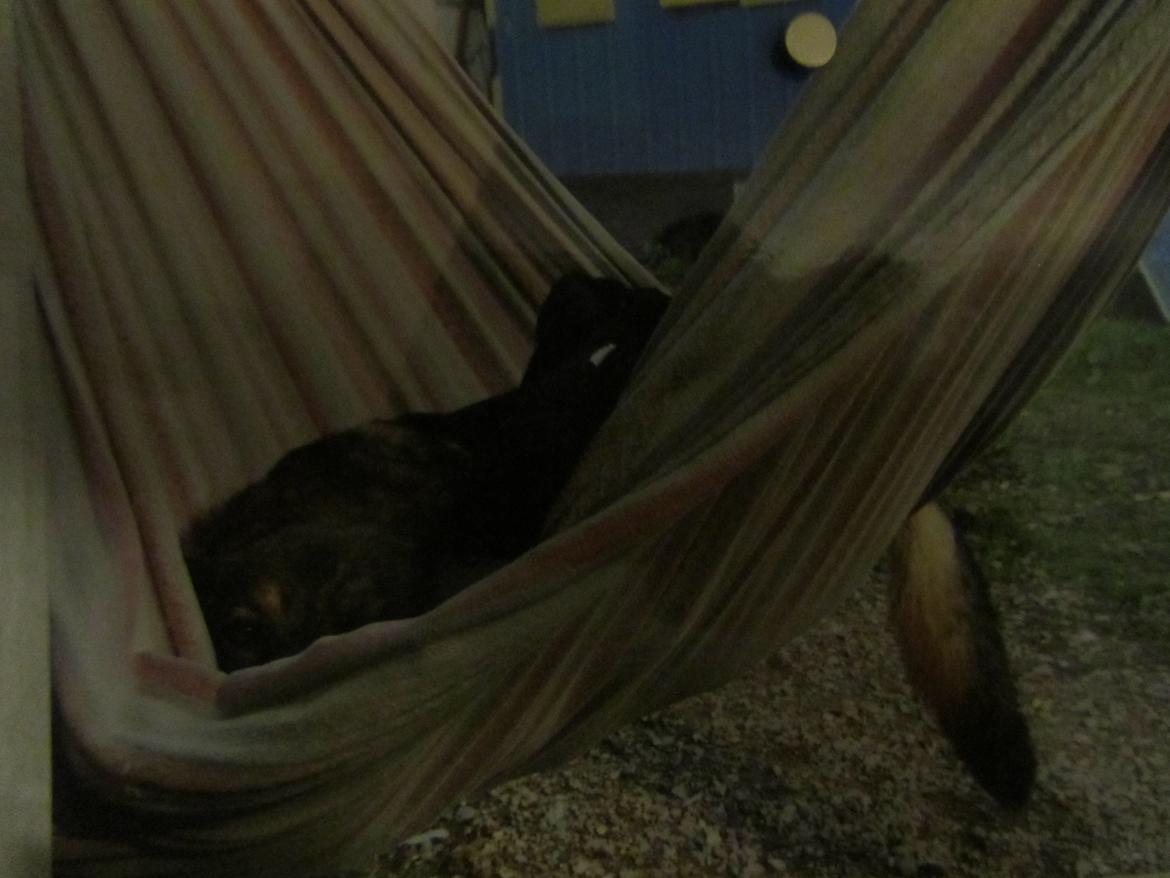 Blanding af racer Ginral Inari - se mig i öjnene babe billede 7