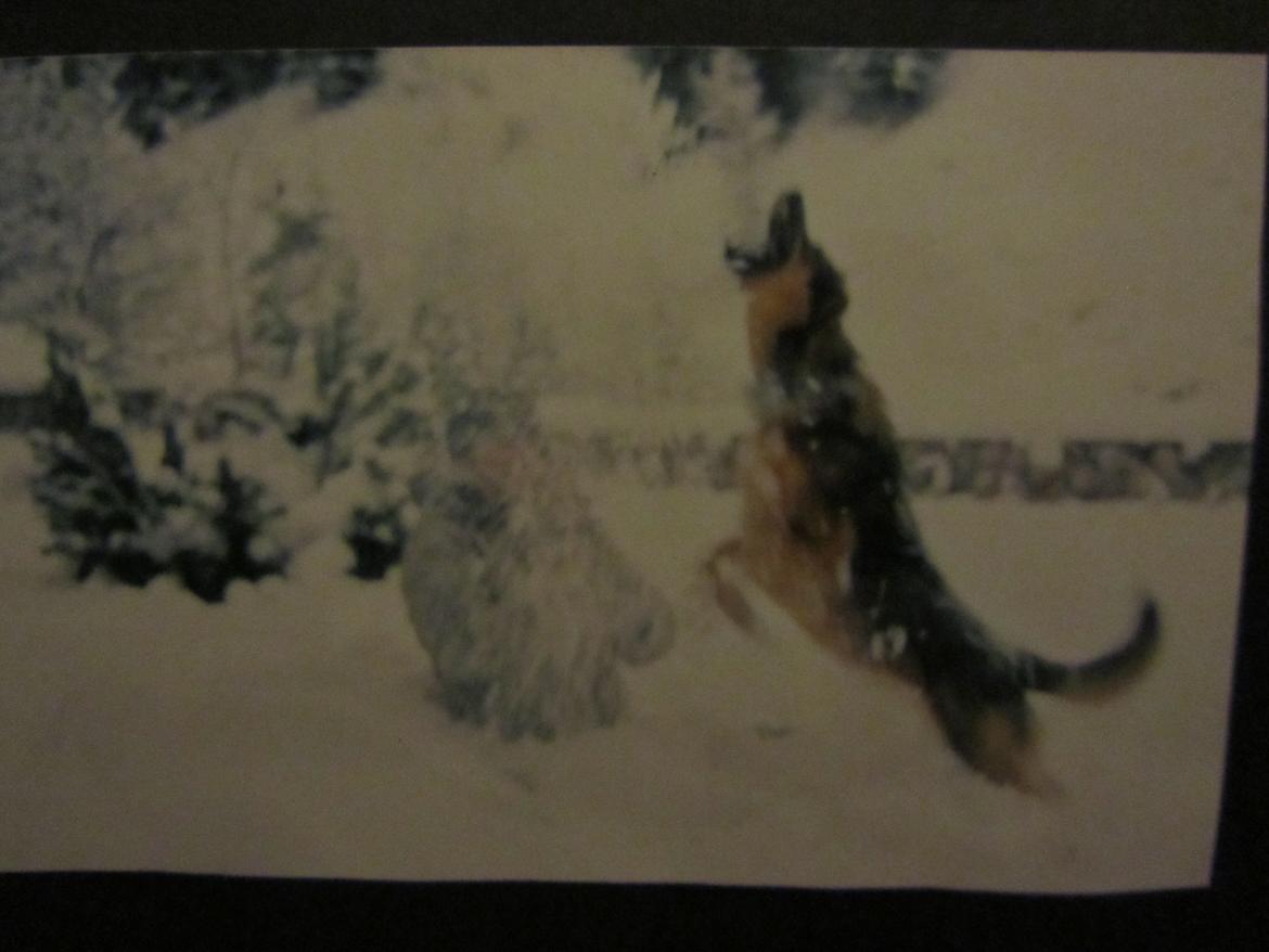 Blanding af racer Ginral Inari - lege med sne :-) billede 8