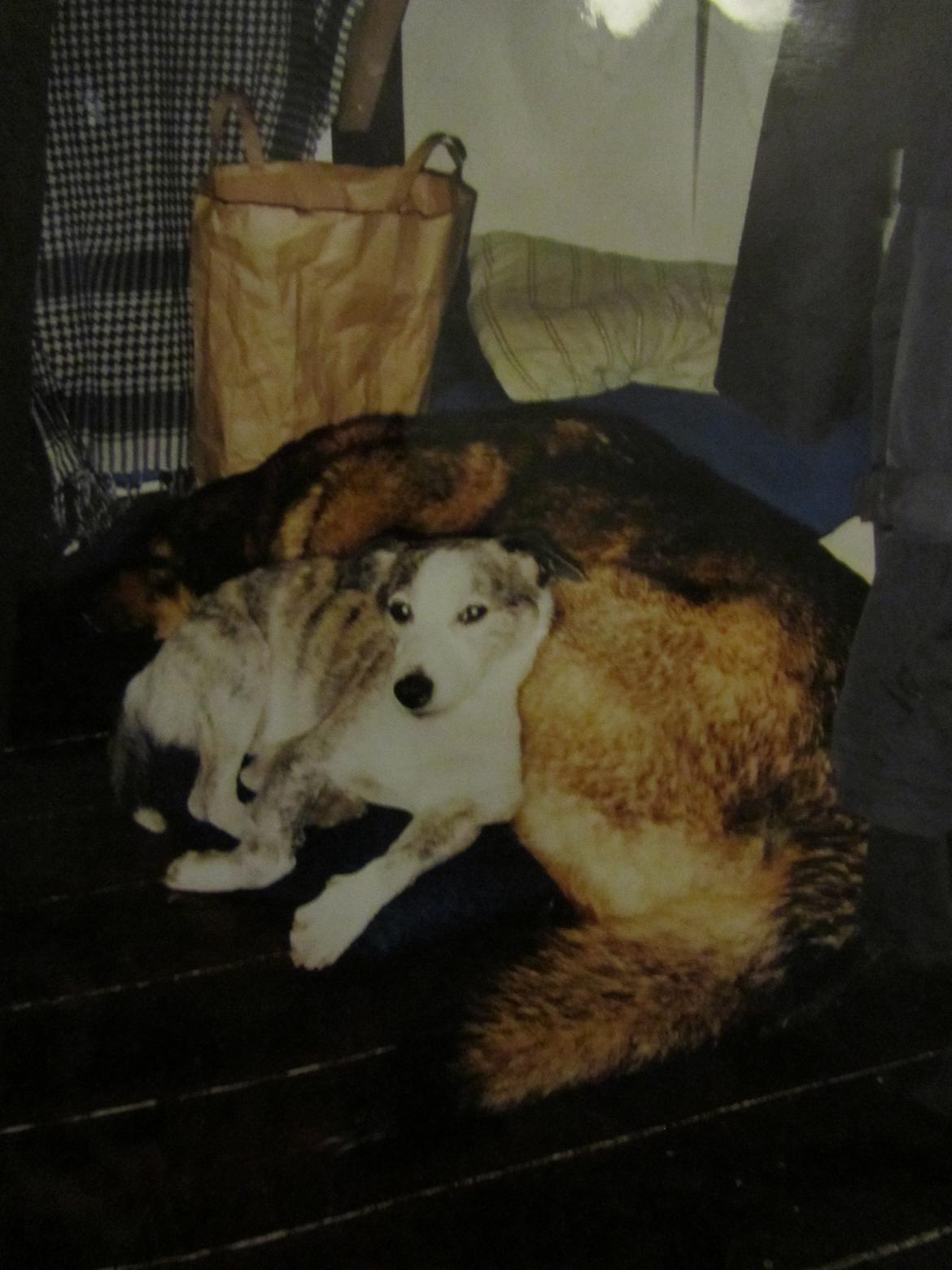 Blanding af racer Ginral Inari - her fungerer hun som sofa for Abou(R.I.P.) billede 11