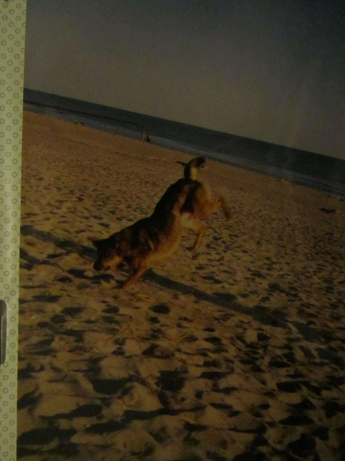 Blanding af racer Ginral Inari billede 5